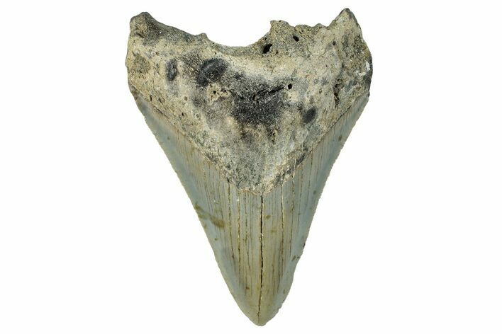 Serrated, Fossil Megalodon Tooth - North Carolina #295133